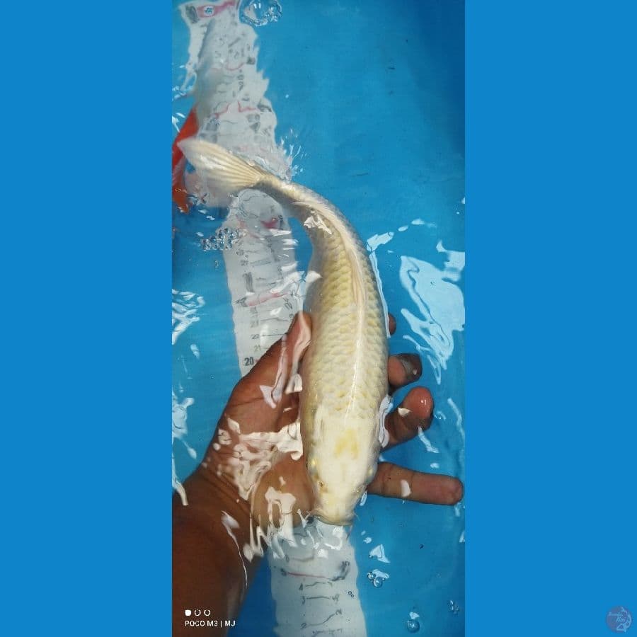 kohaku ogon 30up