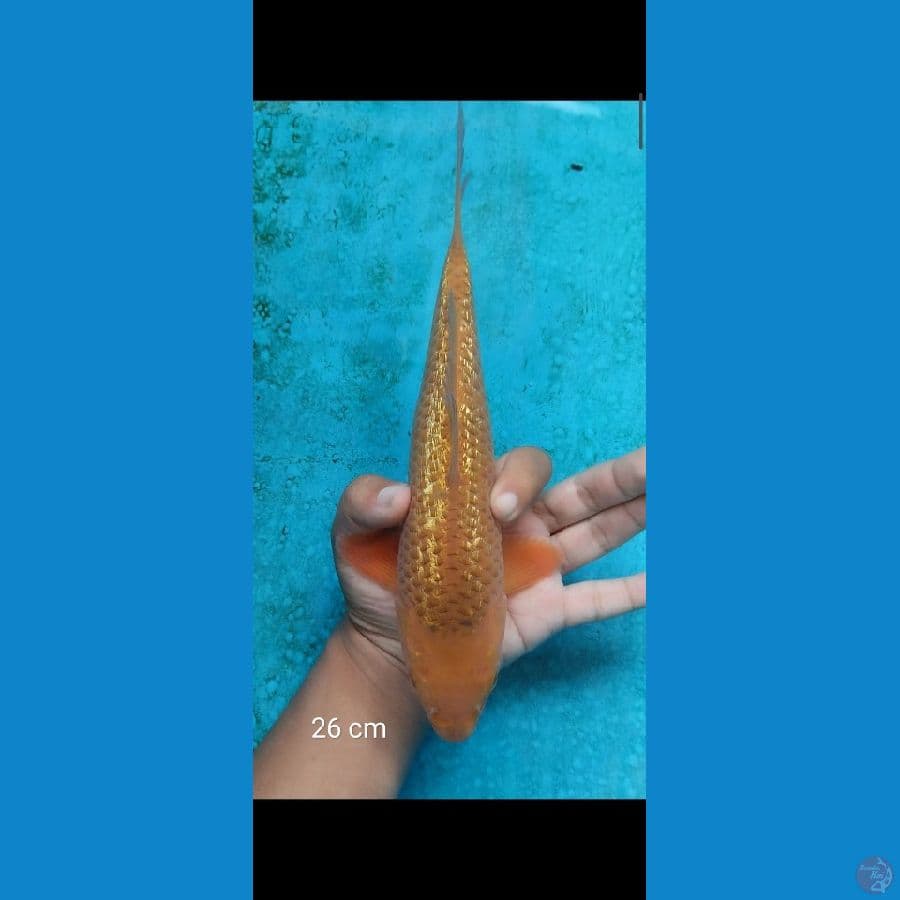 chagoi caramel bahan keep