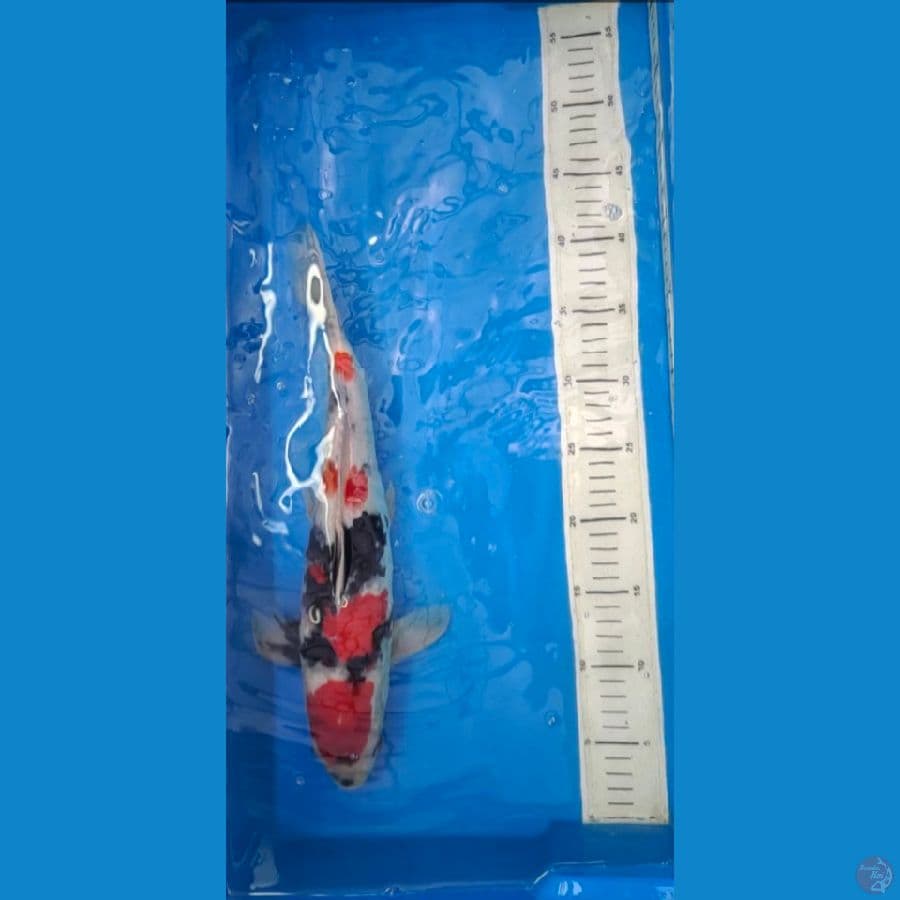 Showa Male - 40 cm
