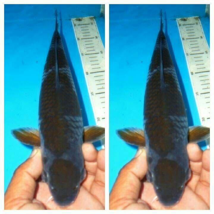 Maruten ochiba male