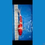 Sanke  43 cm Up