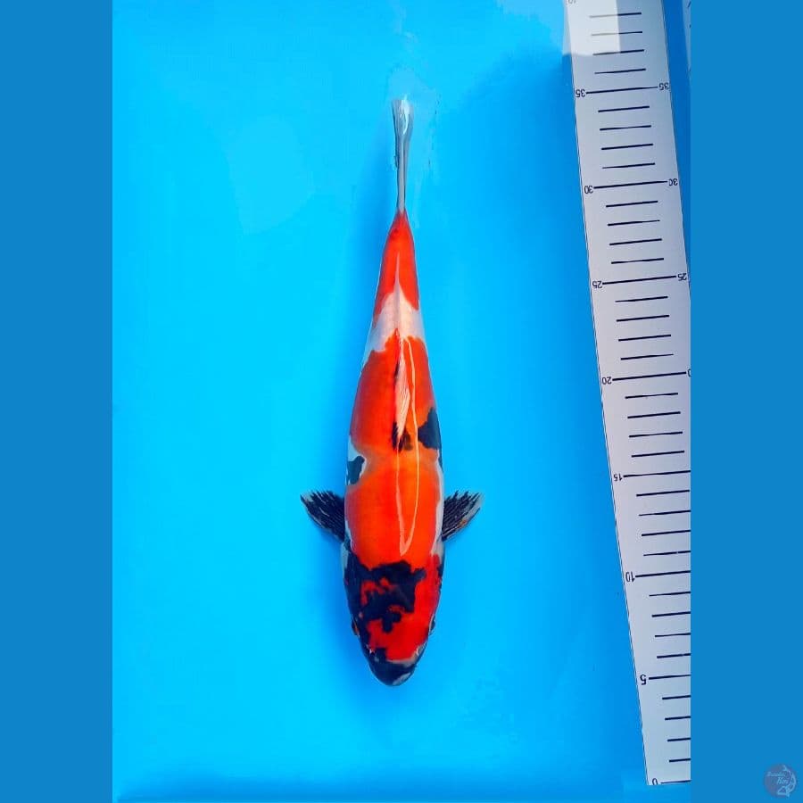 Showa Doitsu M 28Cm