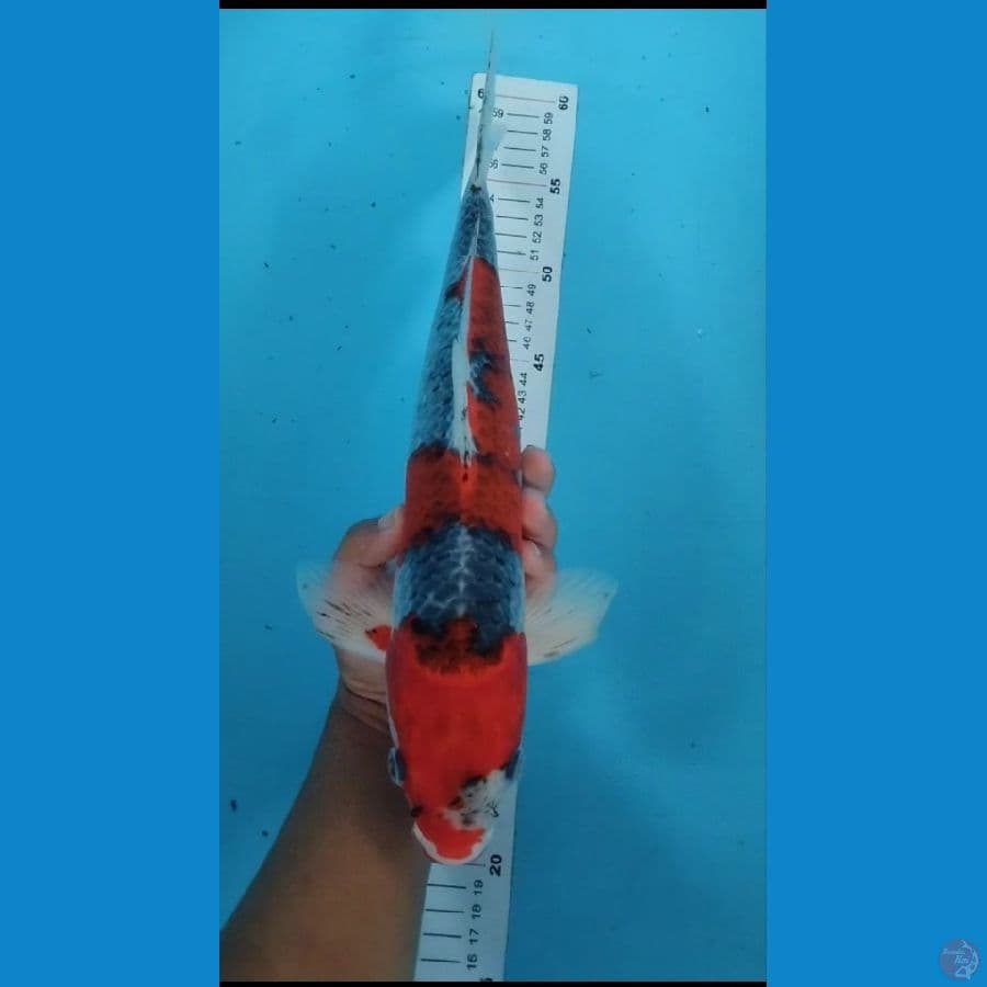 goshiki male