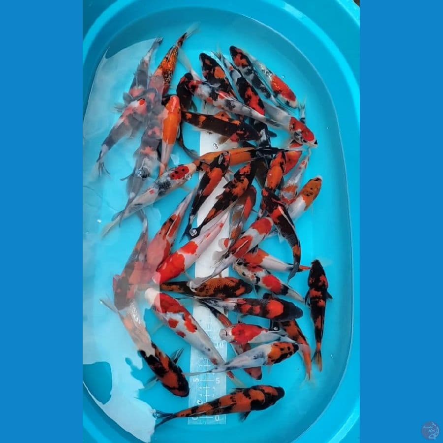 showa mix 17-21cm 40 ekor