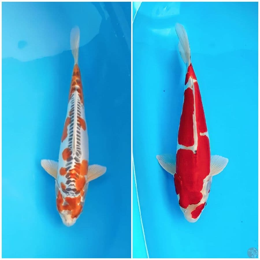 mix 2 ekor all male 35 cm