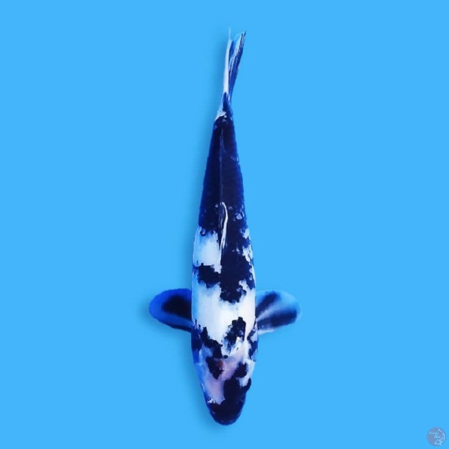Shiro Utsuri 35CM Male 
