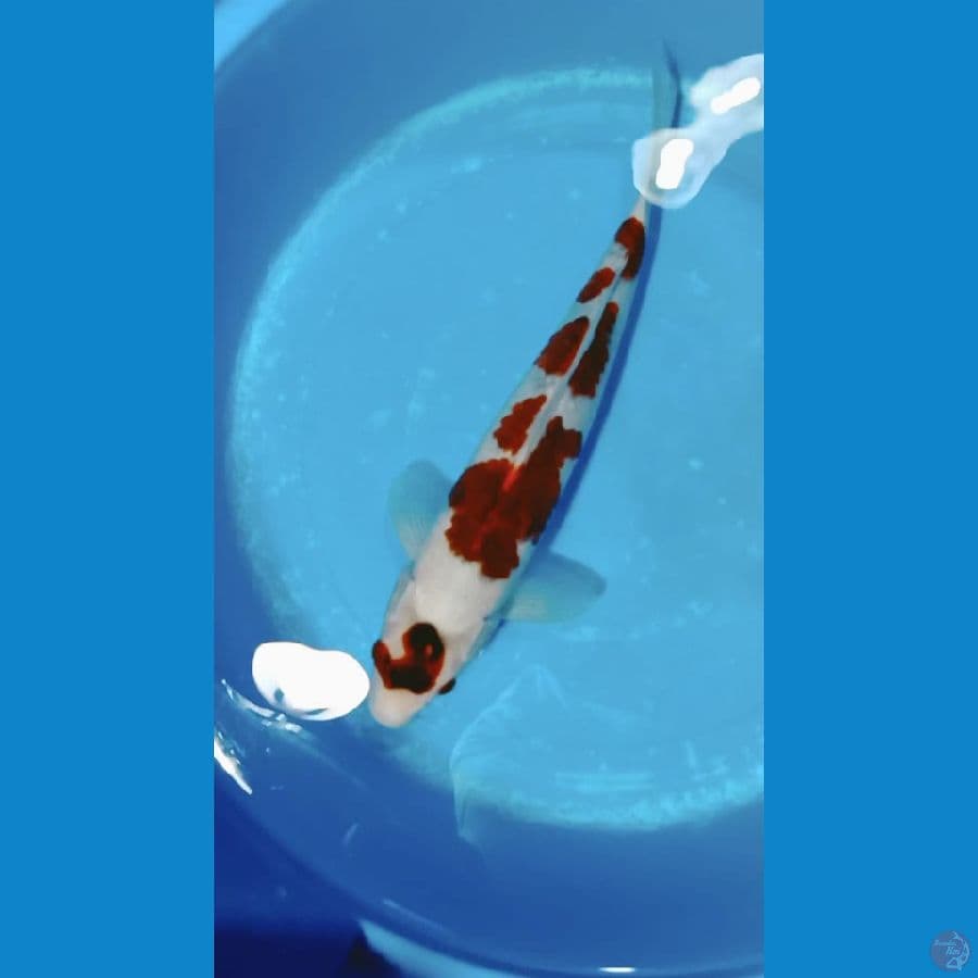 Ai Goromo 34cm