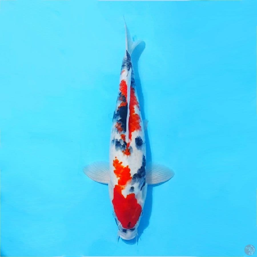 Kindai showa Quality male size 35cm