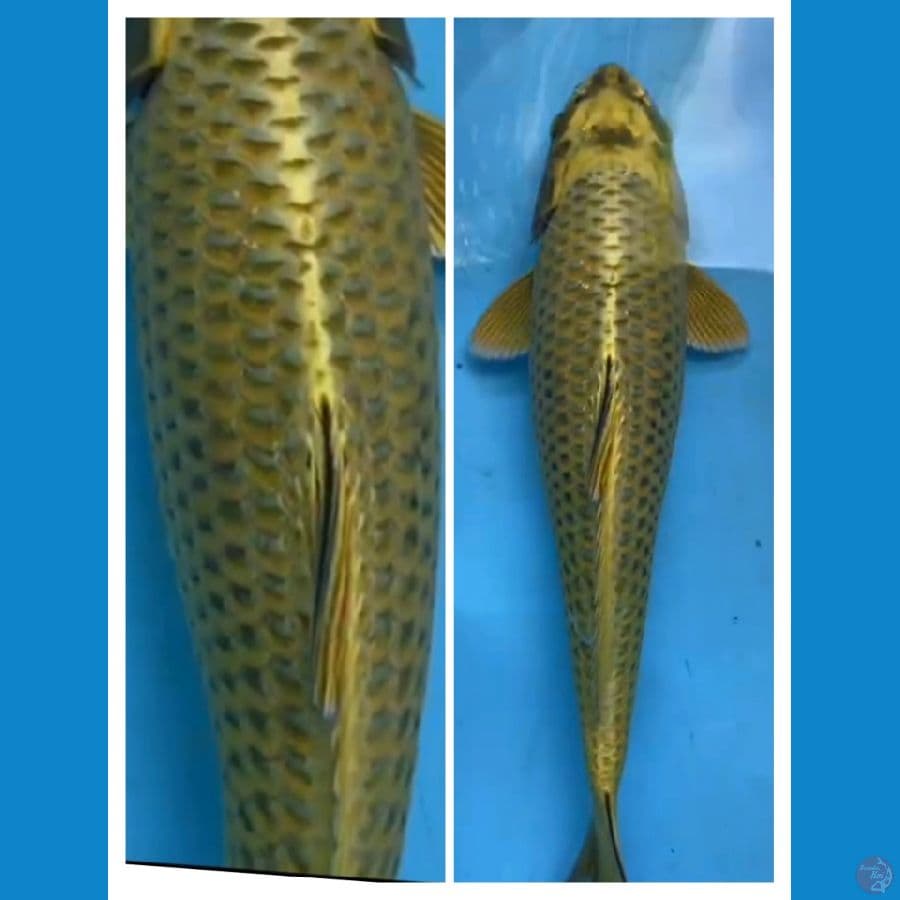 mukashi