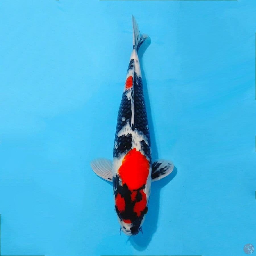 Maruten showa strong male size 40cm 