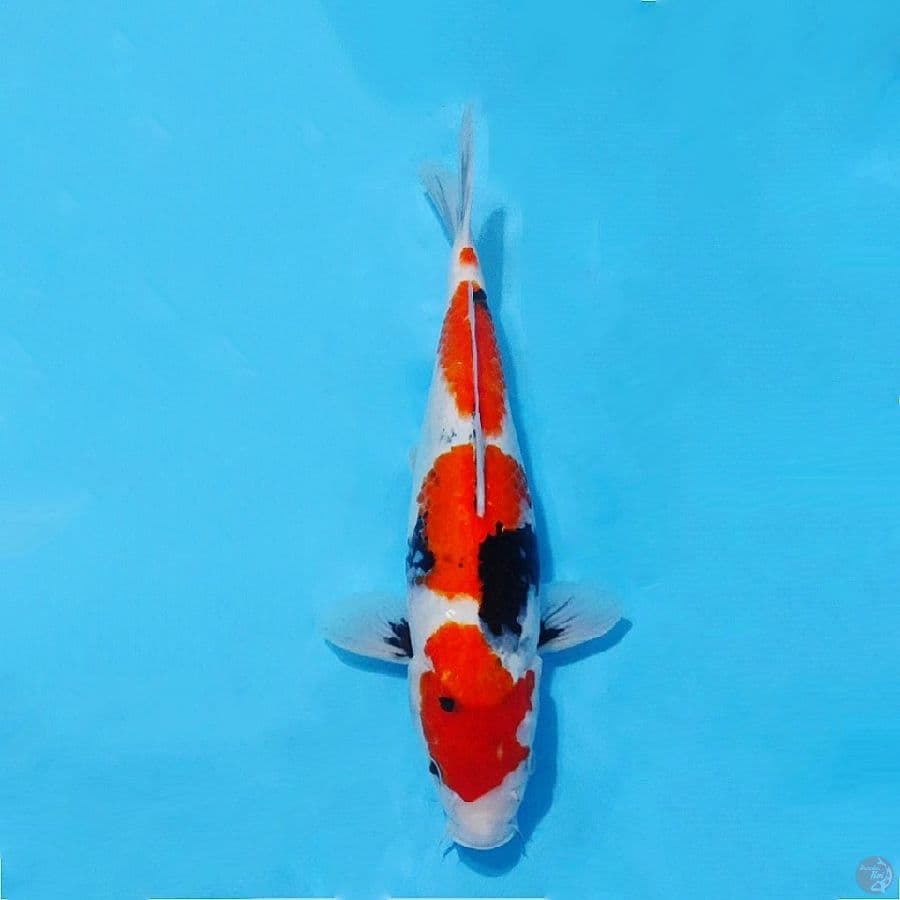 Showa tategoi motoguro size 37cm fml