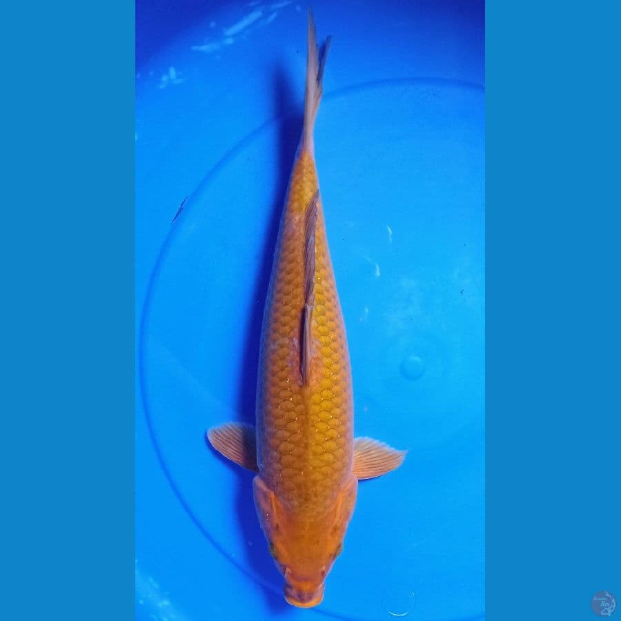 chagoi 39cm f