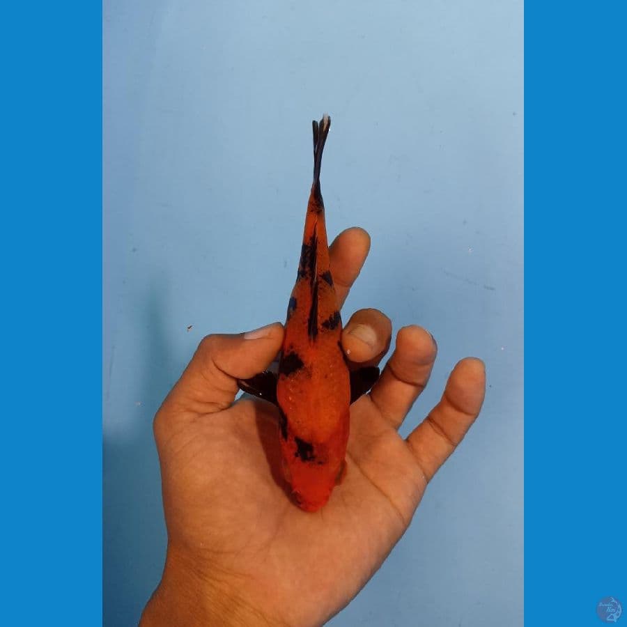 SQ Hi Utsuri tembus 14cm