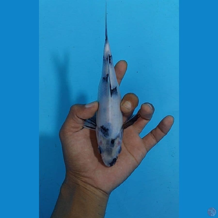 SQ Shiro Tategoi 19cm