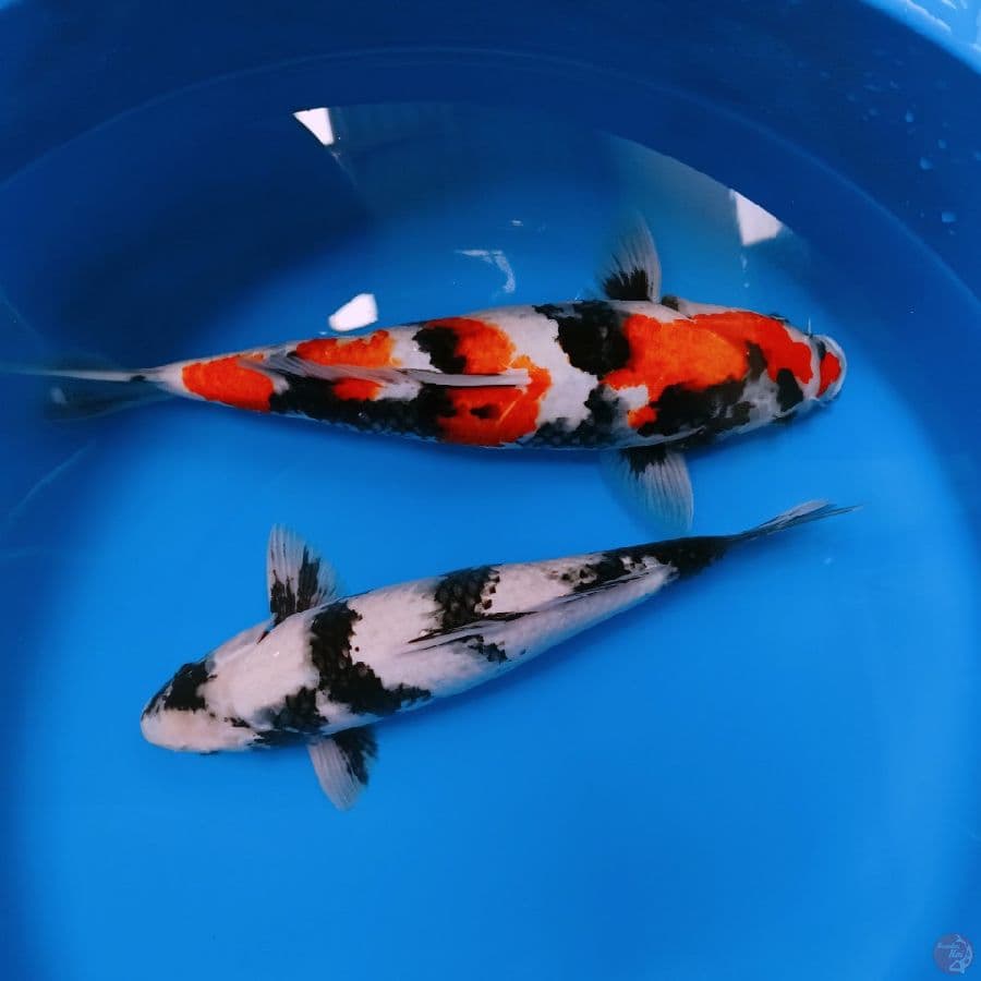 SHOWA&SHIRO GOOD QUALYTY 35_40CM 