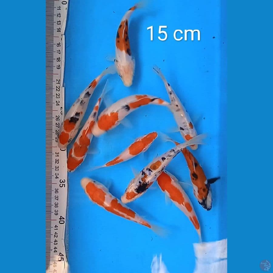mix : 10 ekor doit sisk 15 cm