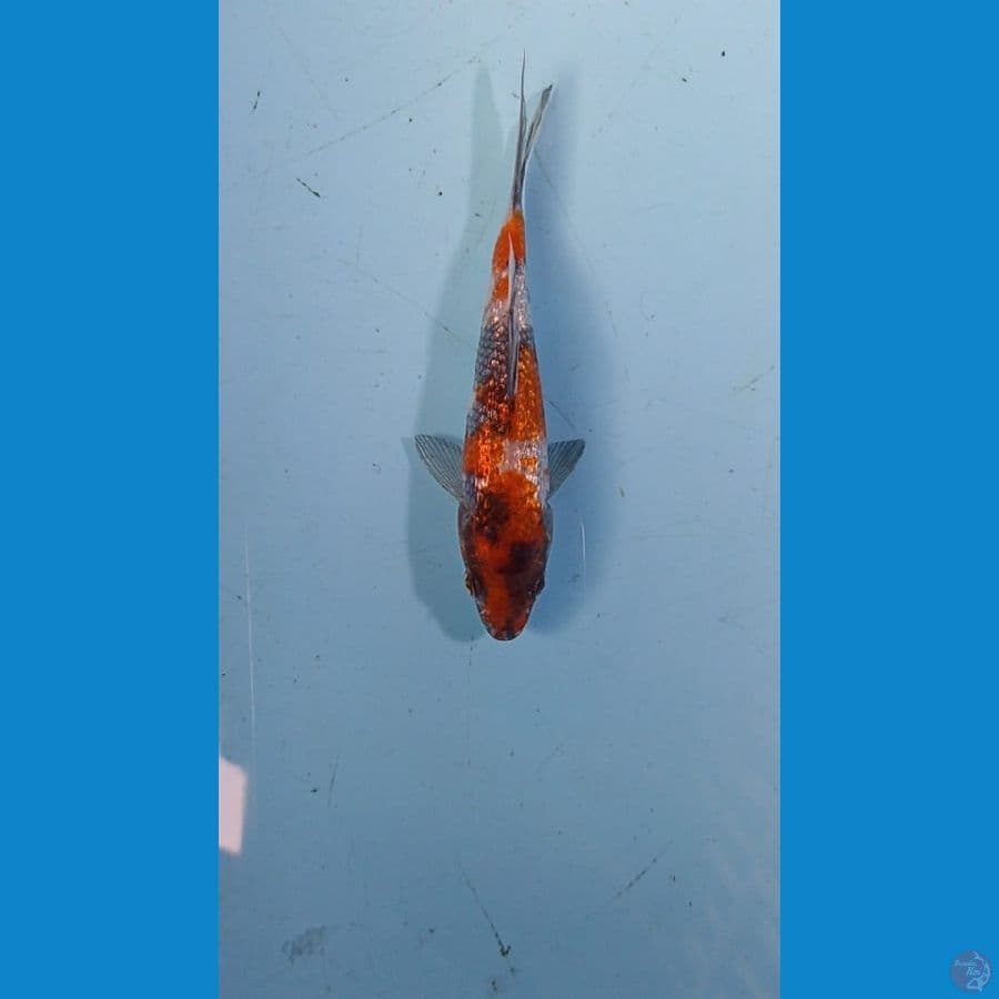SQ Showa Ginrin 14cm