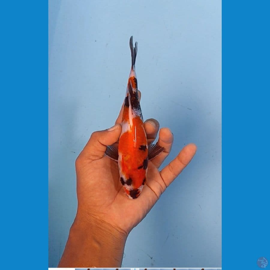 SQ Kindai Showa 18cm