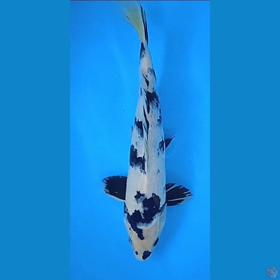 shiro : 34 cm jantan 