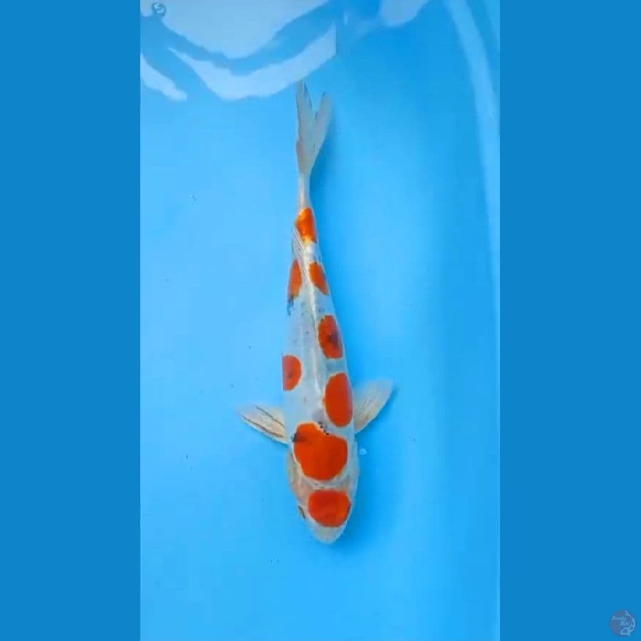 POLKADOT BENIKIKO 33CM