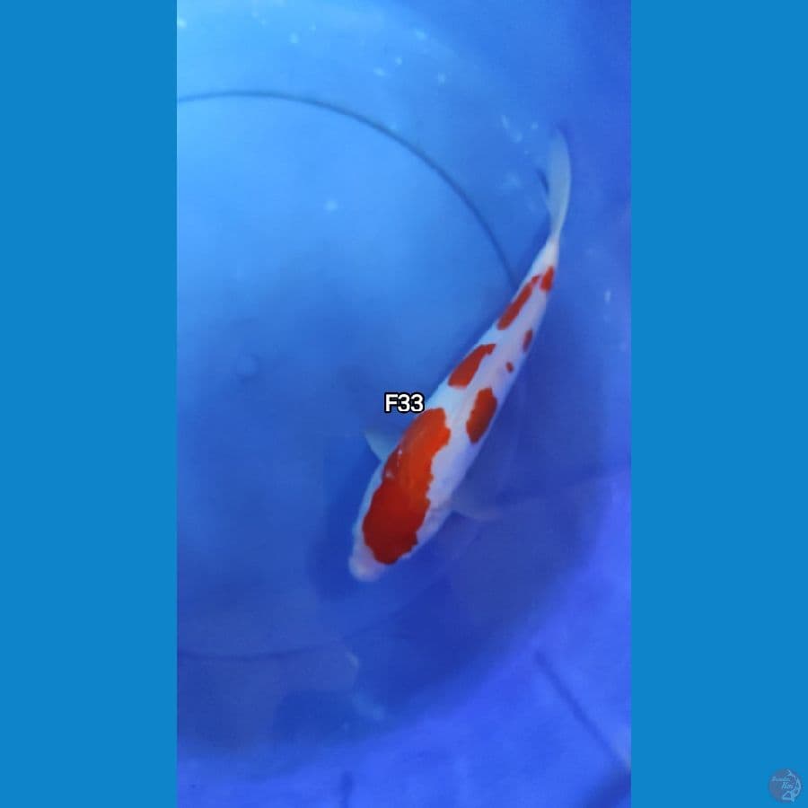 Kohaku Doitsu