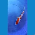 Kohaku Doitsu