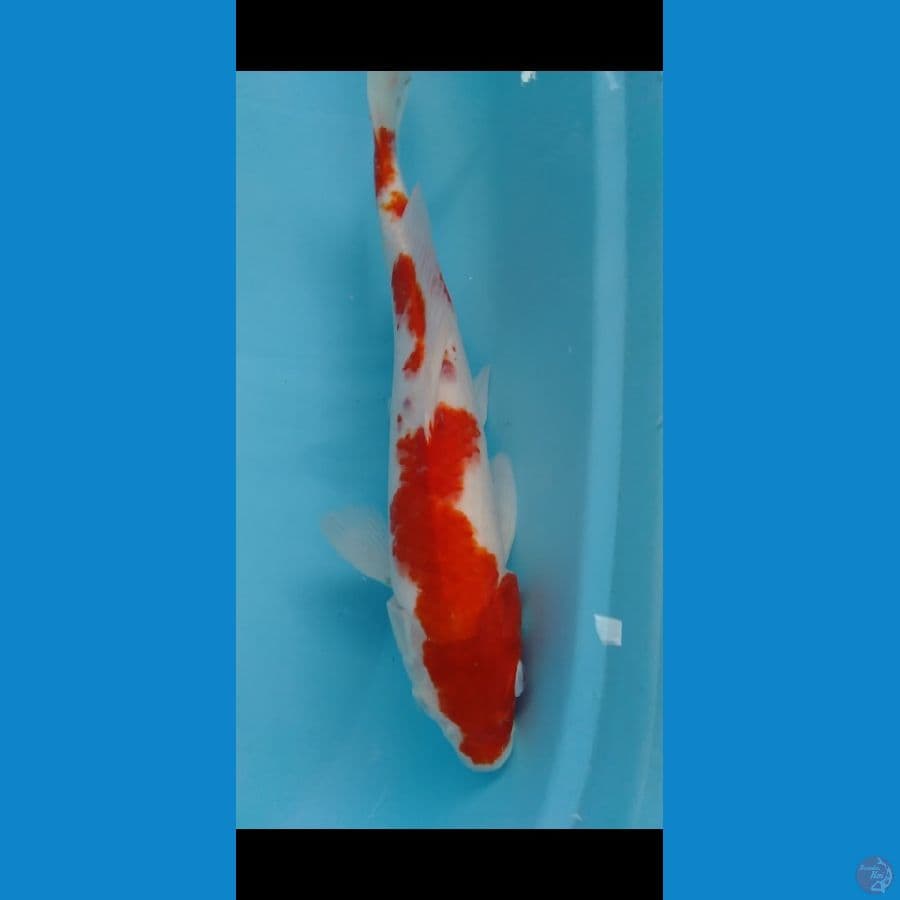 Kohaku f32cm