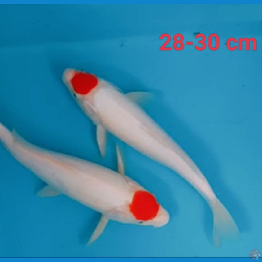 Tancho 28-30 cm