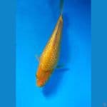 bahan kinginrin c istimewa +- 25 cm 