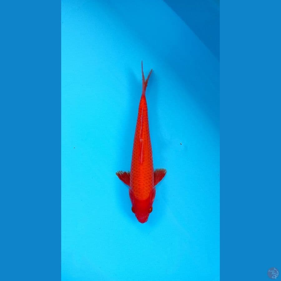 M 26Cm #Benigoi Red Strong