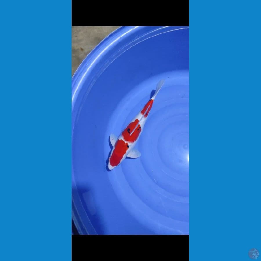 sanke 3 step original 40cm male