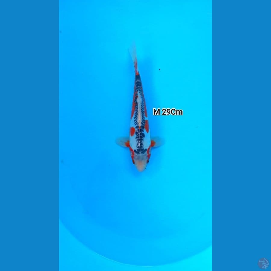 Shusui M 29Cm Bulky