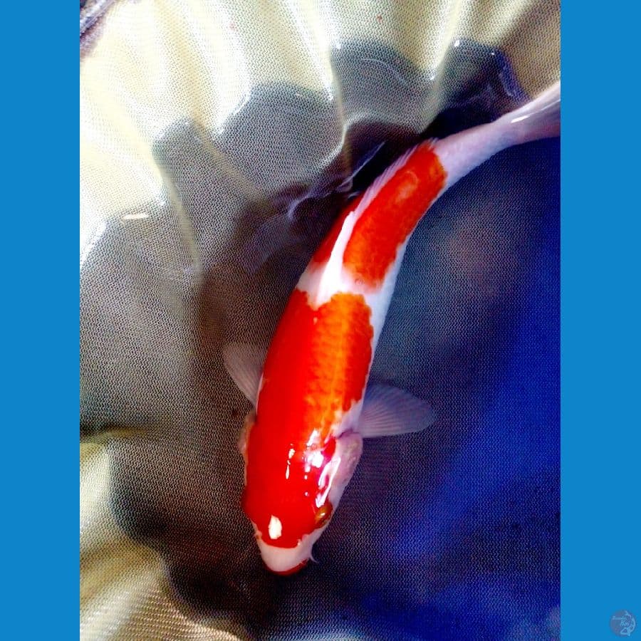 kohaku 2step