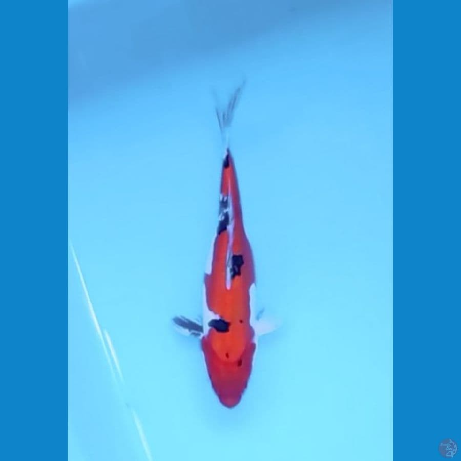 Sanke Doitsu 30cm (F)