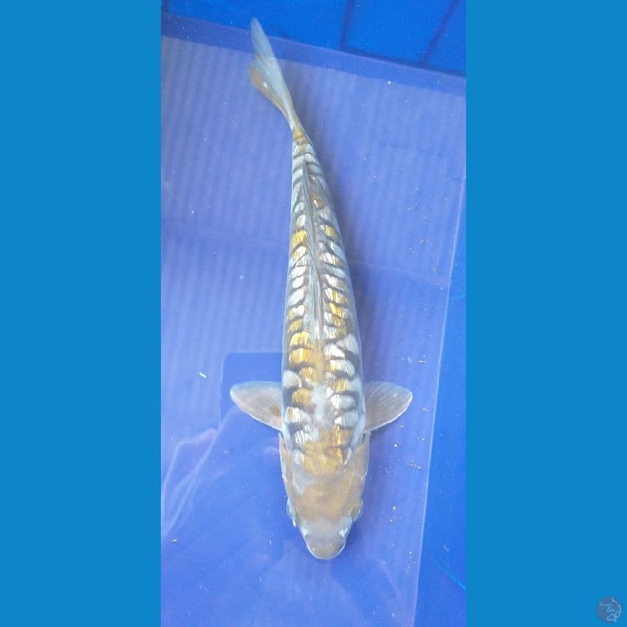 Aragoke Ginrin 32cm/Unknown