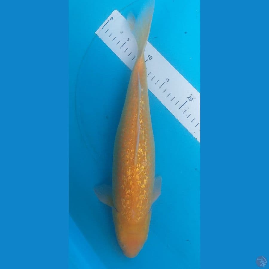 Karashi Ginrin Mata Merah 40cm/Female
