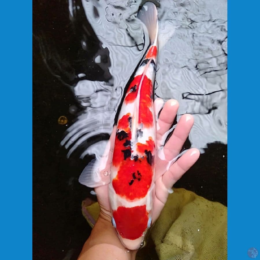 Maruten Sanke Grade 35cm