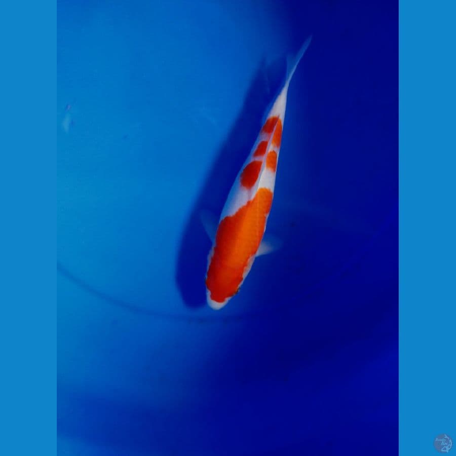 Kohaku 24 cm