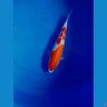 Kohaku 24 cm