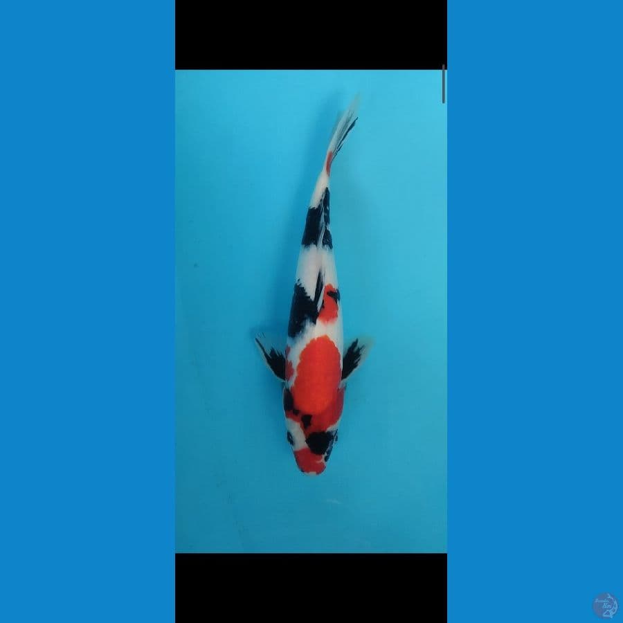 showa male
