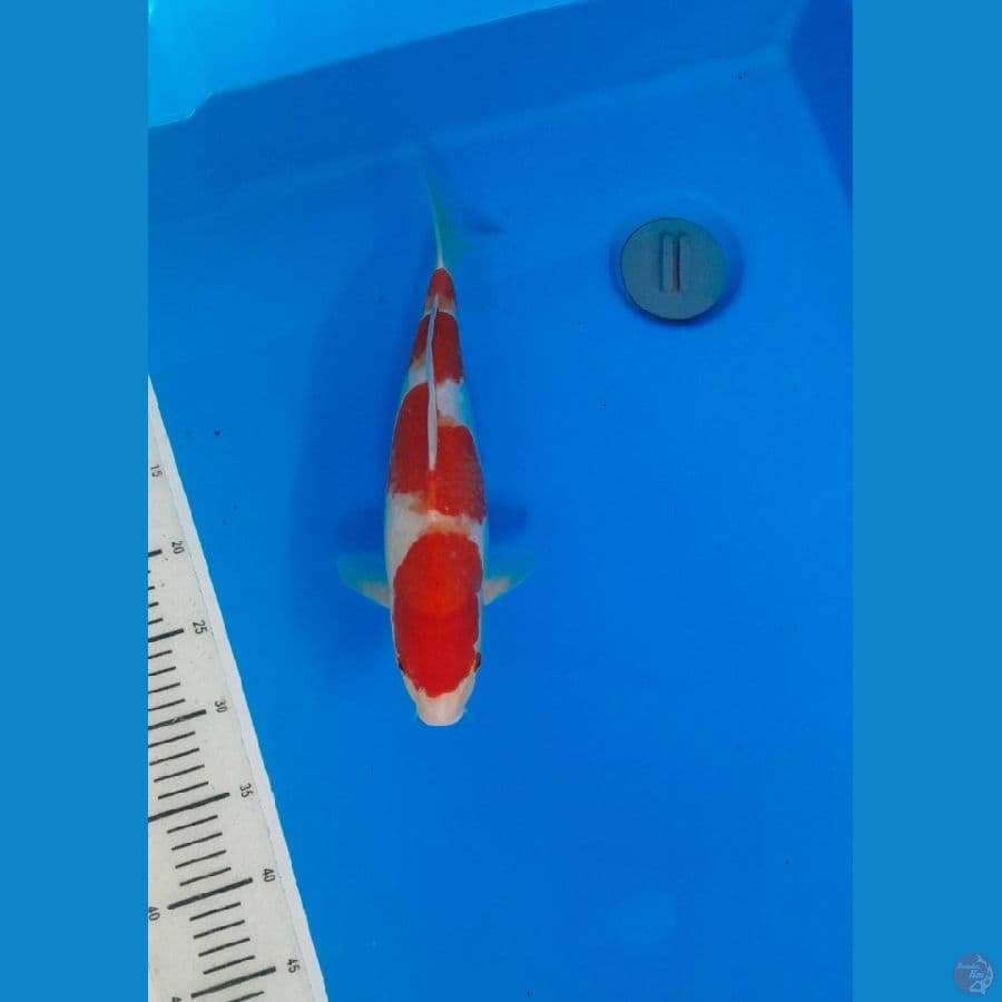 kohaku ciamik 35 cm 