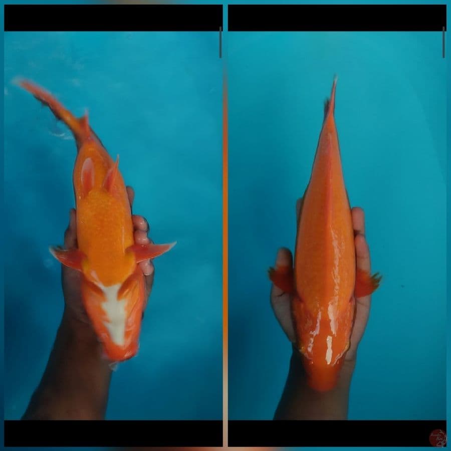 aka hajiro FM