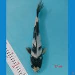shiro 27 cm