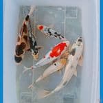 mixs koi 6 ekor 20-35 cm