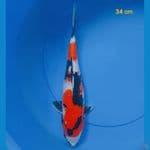 showa 34 cm