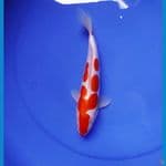 kohaku doitsu murni