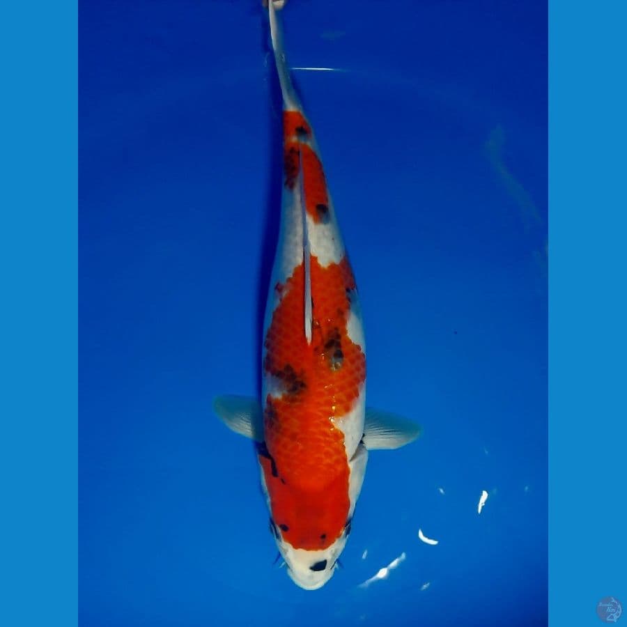 Tategoi Showa 36cm Fm