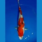 Tategoi Showa 36cm Fm