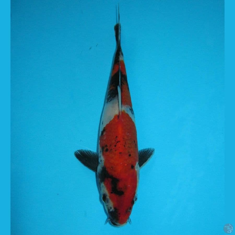Showa tategoi 17cm