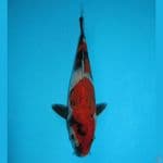 Showa tategoi 17cm